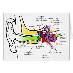 Diagramme humain d'oreille avec la cartographie
