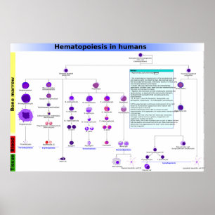 Diagramme L'hématopoïèse chez l'homme Poster des c
