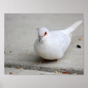 Diamond dove bird poster