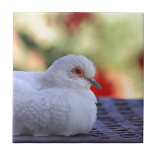 Diamond Dove bird tile