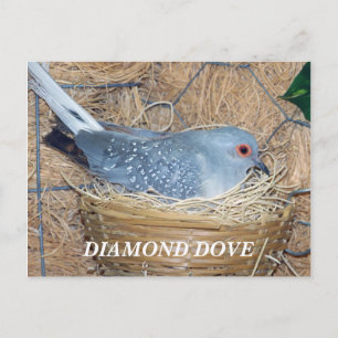 DIAMOND DOVE SUR LA CARTE POSTALE DU NEST