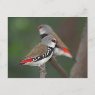 Diamond Finches Postcard