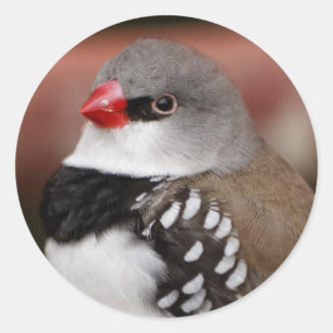 Diamond Firetail Finch Classic Round Sticker