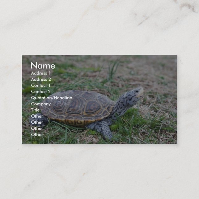 Diamondback Terrapin Business Card (Front)