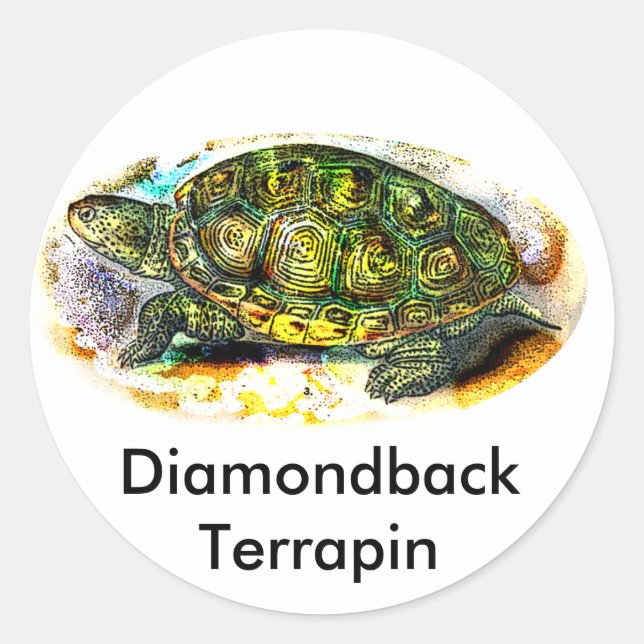 diamondback Terrapin Turtle from JungleWalk.Com Classic Round Sticker (Front)