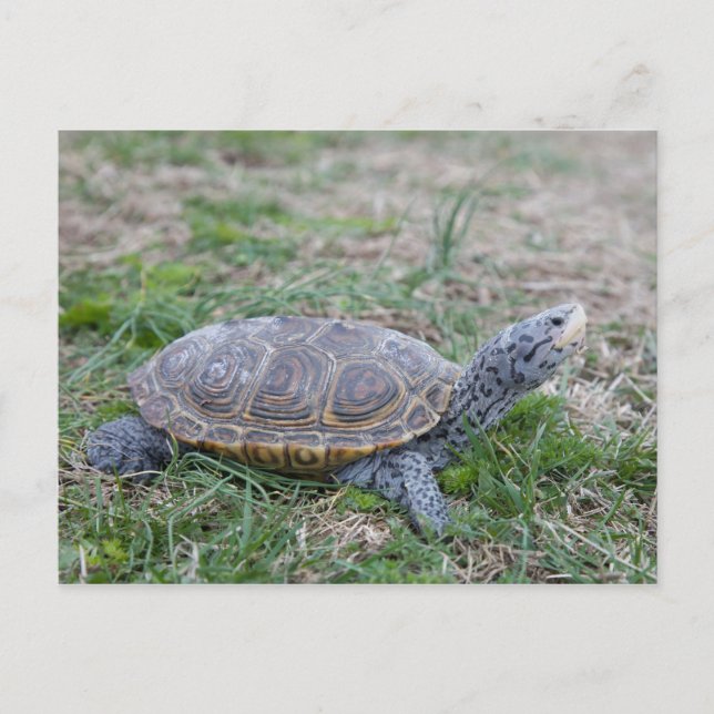diamondback terrapin turtle postcard (Front)