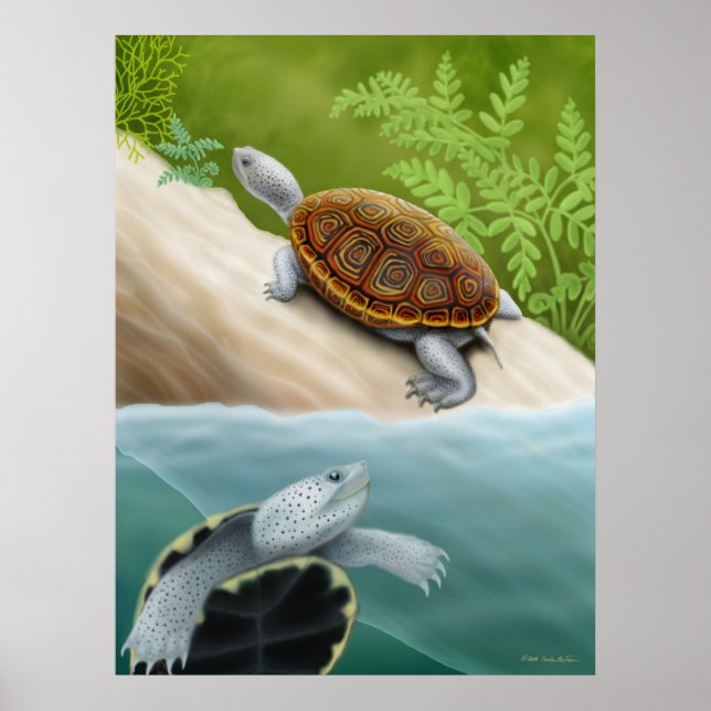 Diamondback Terrapin Turtles Poster (Front)