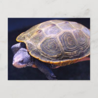 Diamondback Turtle