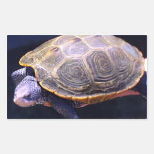 Diamondback Turtle Sticker