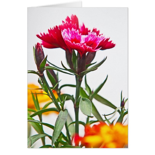 Dianthus Flower (Front)