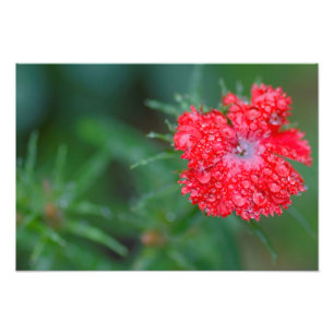 Dianthus flower after a rain photo print