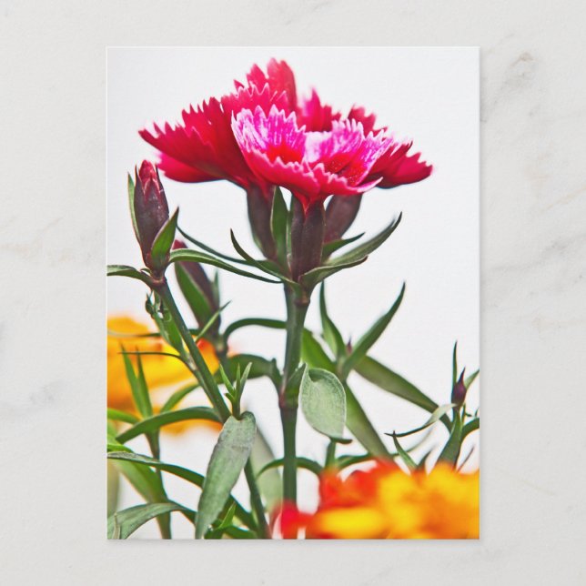 Dianthus Flower Postcard (Front)