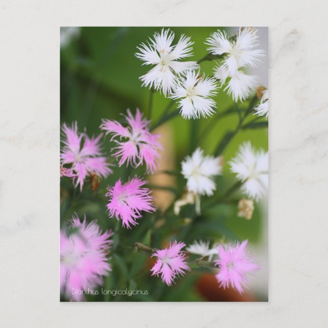 Dianthus longicalycinus［Postcard］ Postcard (Front)