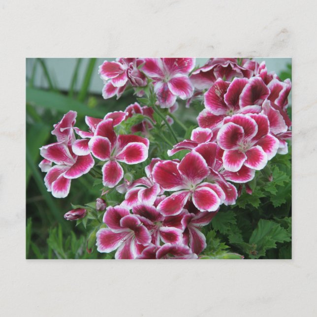 Dianthus Postcard (Front)