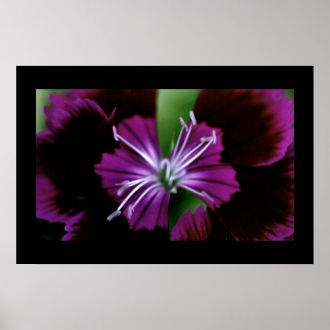 dianthus poster (Front)