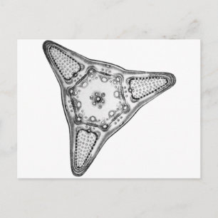 Diatom Postcard