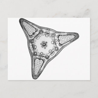 Diatom Postcard