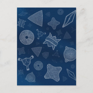 Diatoms - microscopic sea life postcard