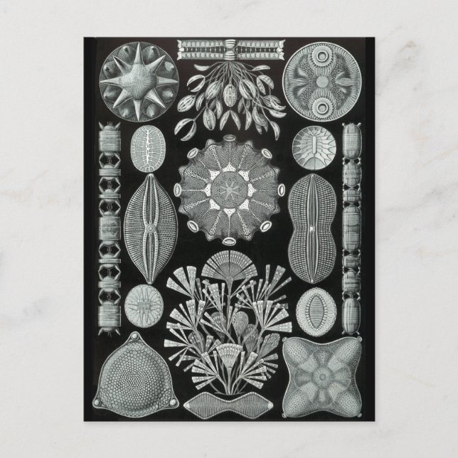 Diatoms Postcard (Front)