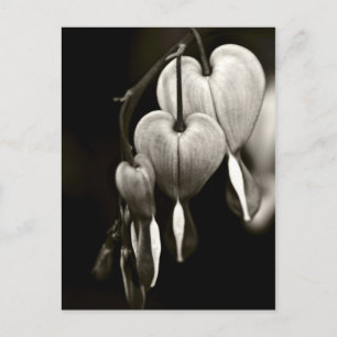 Dicentra - Bleeding Hearts art Postcard (B&W)