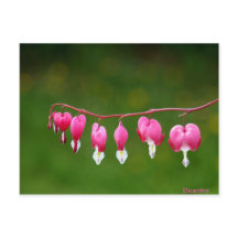 Dicentra - Cartes postales florales en forme de co