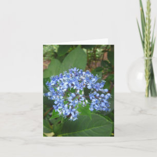 Dichroa Versicolor Photo Folded Note Card