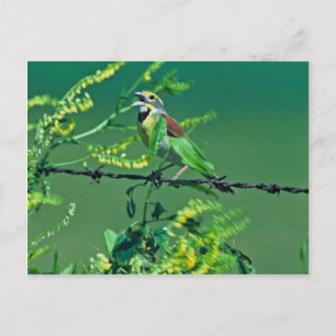 Dickcissel Postcard