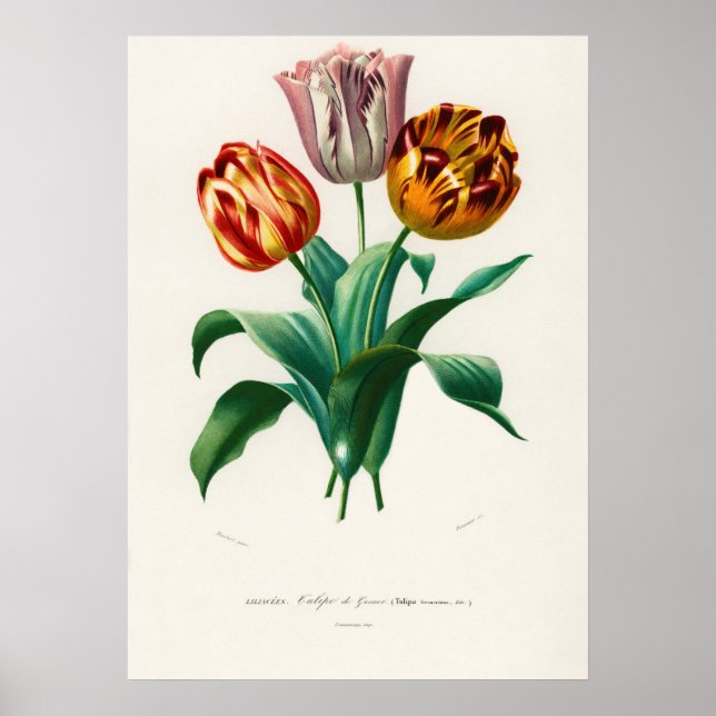 Didier's tulip (Tulipa gesneriana) Poster (Front)