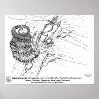 Didymoceras stevensoni poster