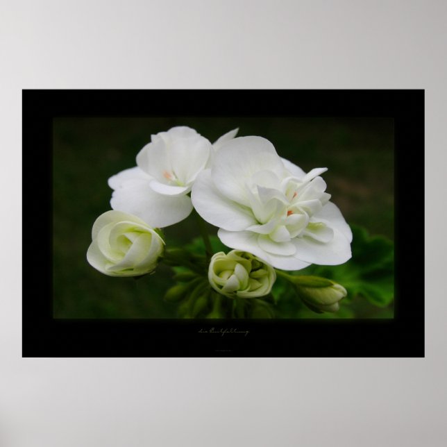 die Entfaltung Poster (Front)