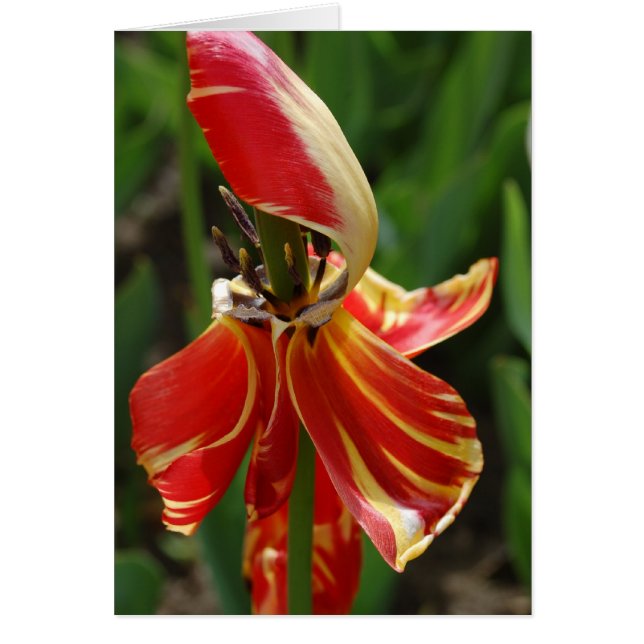 Dieing Tulip (Front)