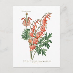 Dielytra (Dicentra) spectablis Postcard
