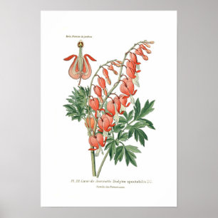 Dielytra (Dicentra) spectablis Poster