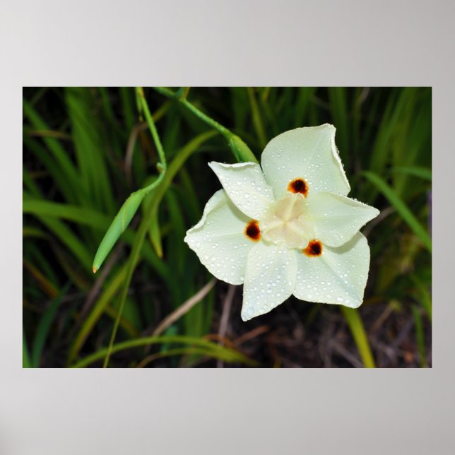 Dietes Bicolor African Iris Fortnight Lily Poster (Front)