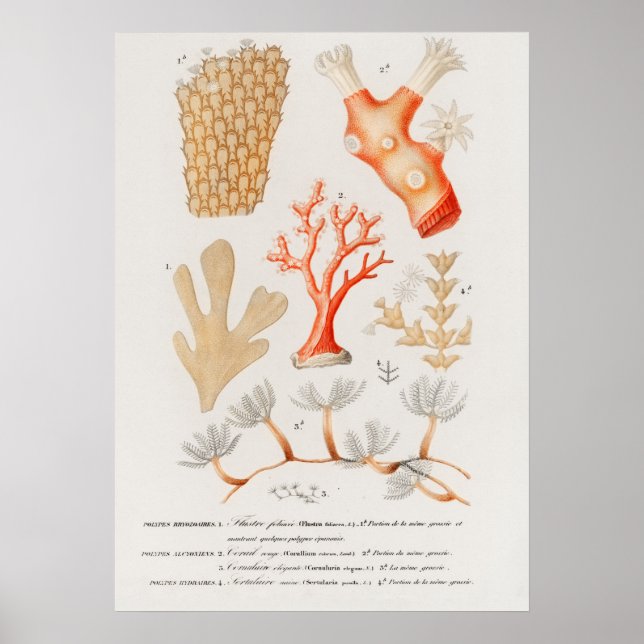 Different types of corals poster (Front)