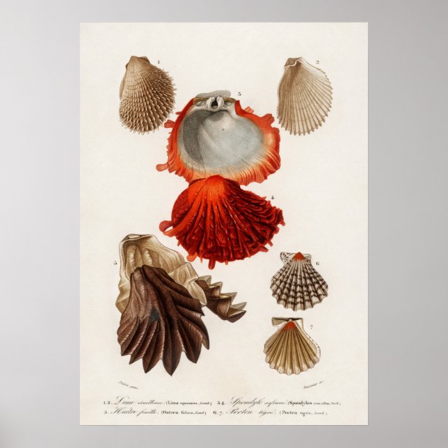 Different types of mollusks poster (Front)