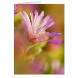 Diffused Image Of A Colourful Succulent Flower