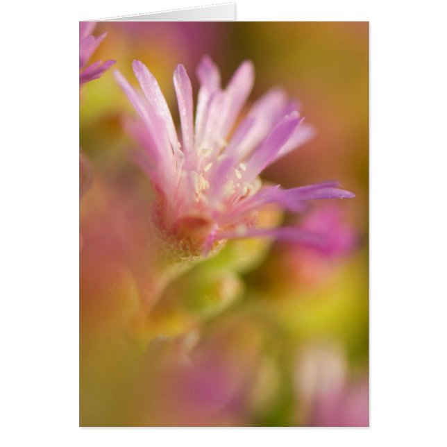 Diffused Image Of A Colourful Succulent Flower (Front)
