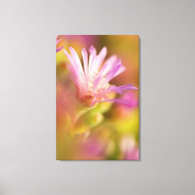 Diffused Image Of A Colourful Succulent Flower Canvas Print (Front)