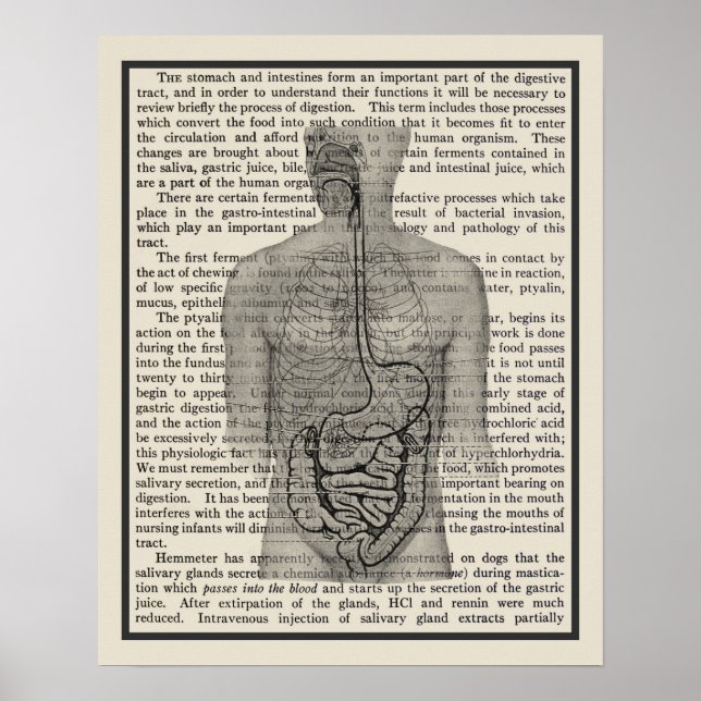 Digestive System Anatomy Art Print #5 (Front)