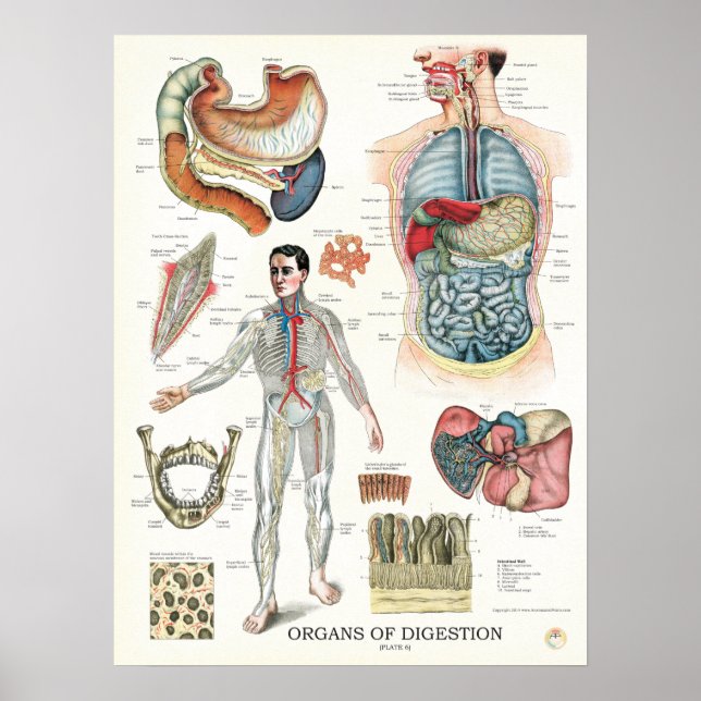 Digestive System Anatomy Poster Internal Organs (Front)