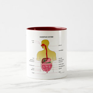 Digestive system... Two-Tone coffee mug