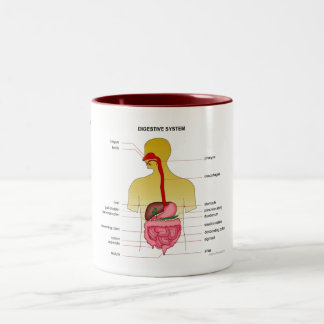 Digestive system... Two-Tone coffee mug