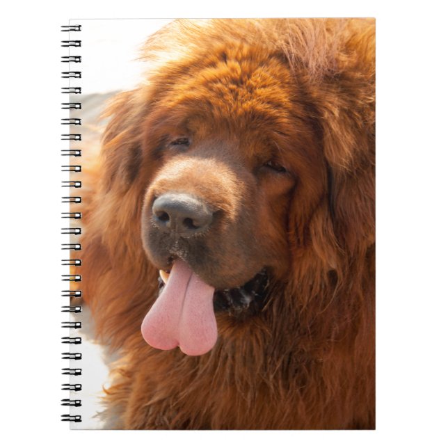 Diggy a Beautiful Red Tibetan Mastiff NoteBook (Front)