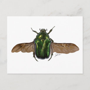 Digital Beetle Painting Post Card