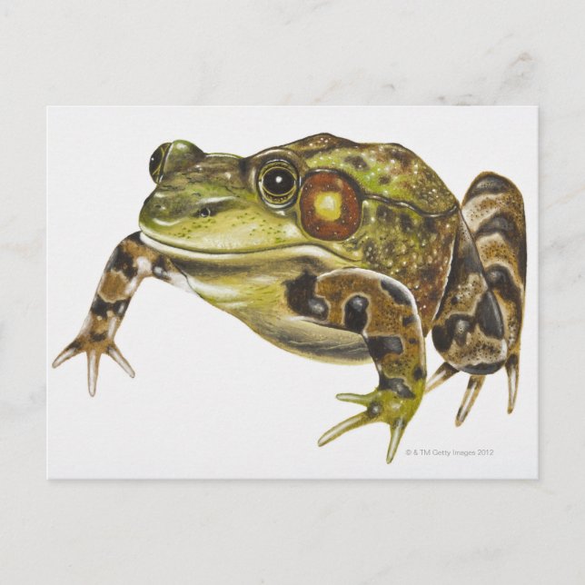 Digital illustration of Green Frog Postcard (Front)
