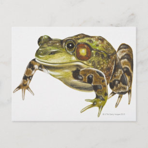 Digital illustration of Green Frog Postcard