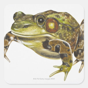 Digital illustration of Green Frog Square Sticker