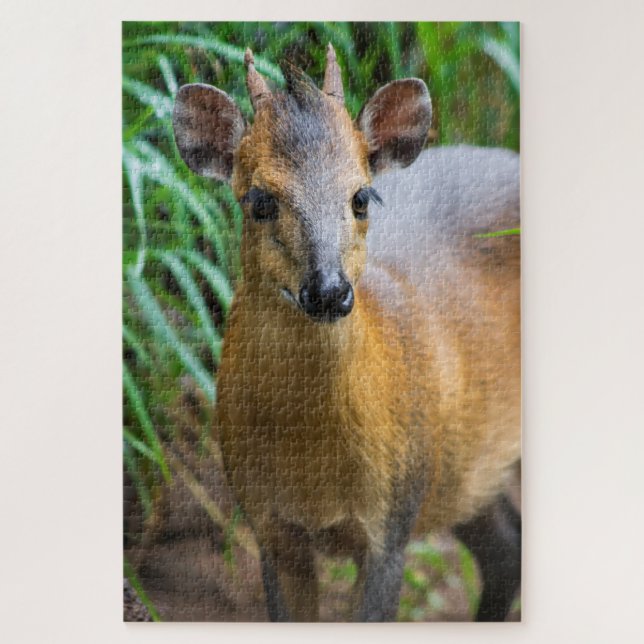 Dik Dik Puzzle (Vertical)