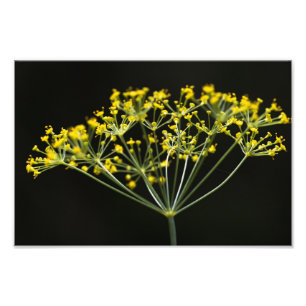 Dill (Anethum graveolens) Photo Print